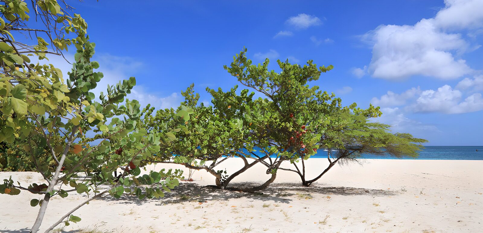 OCUK70832: Tropical Paradise by the Shore