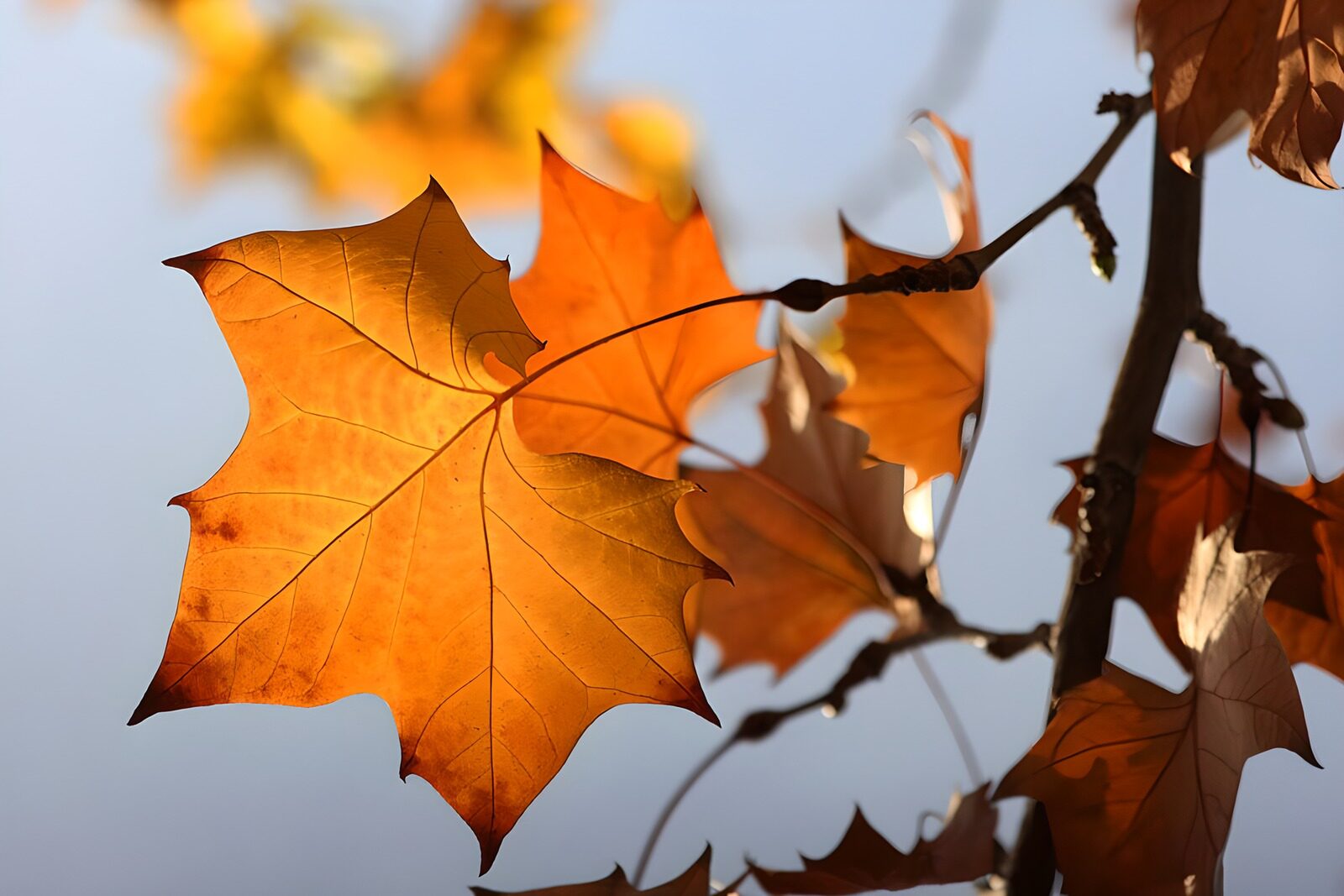 OCUK45578: Autumn's Warm Embrace