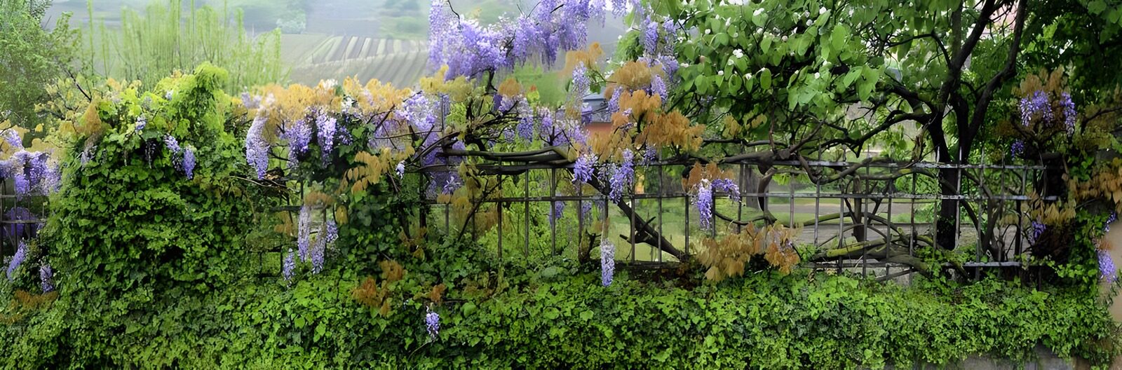 OCUK83484: Blue Wisteria  panorama