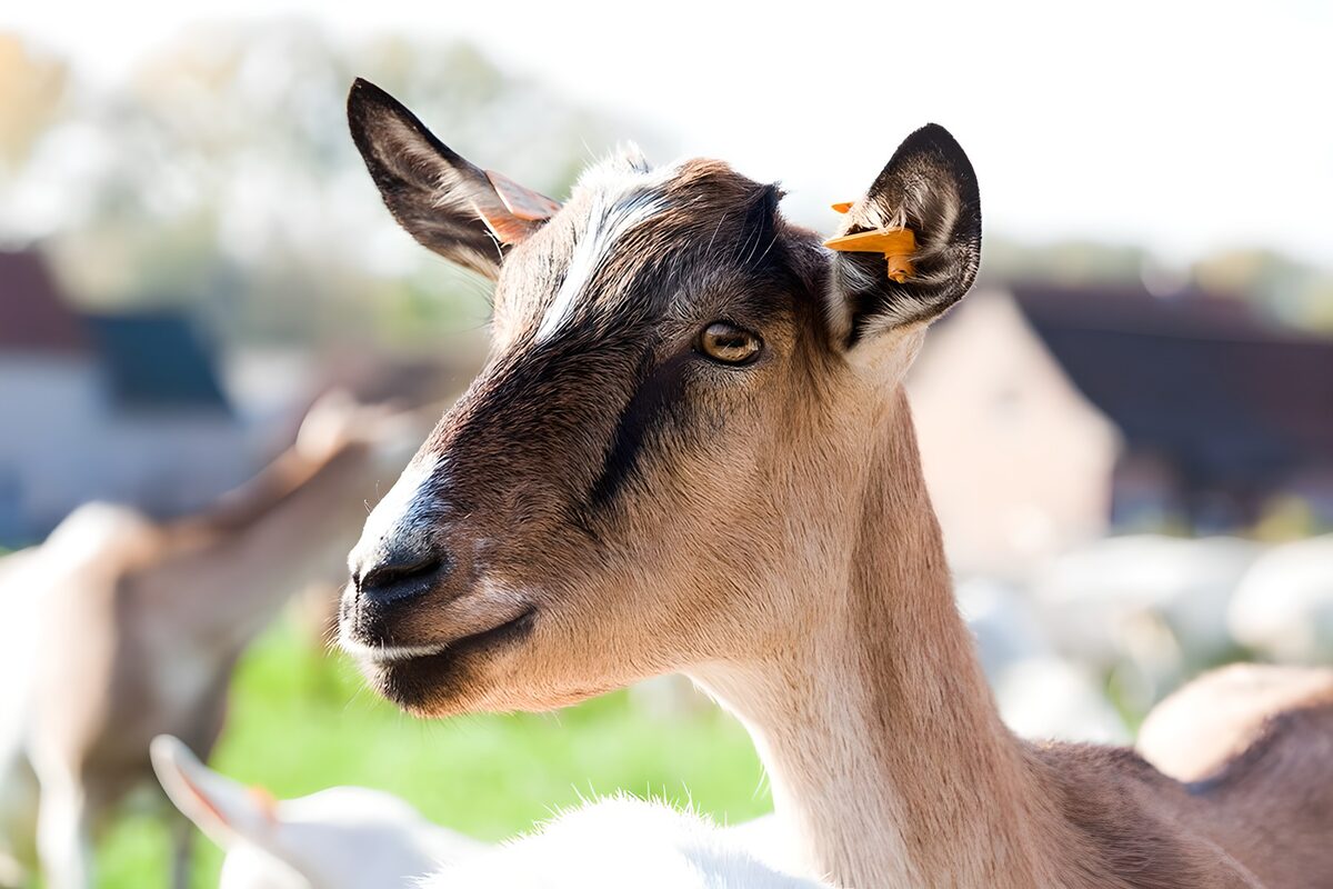 OCUK96361: Charming Goat Portrait in Sunlight
