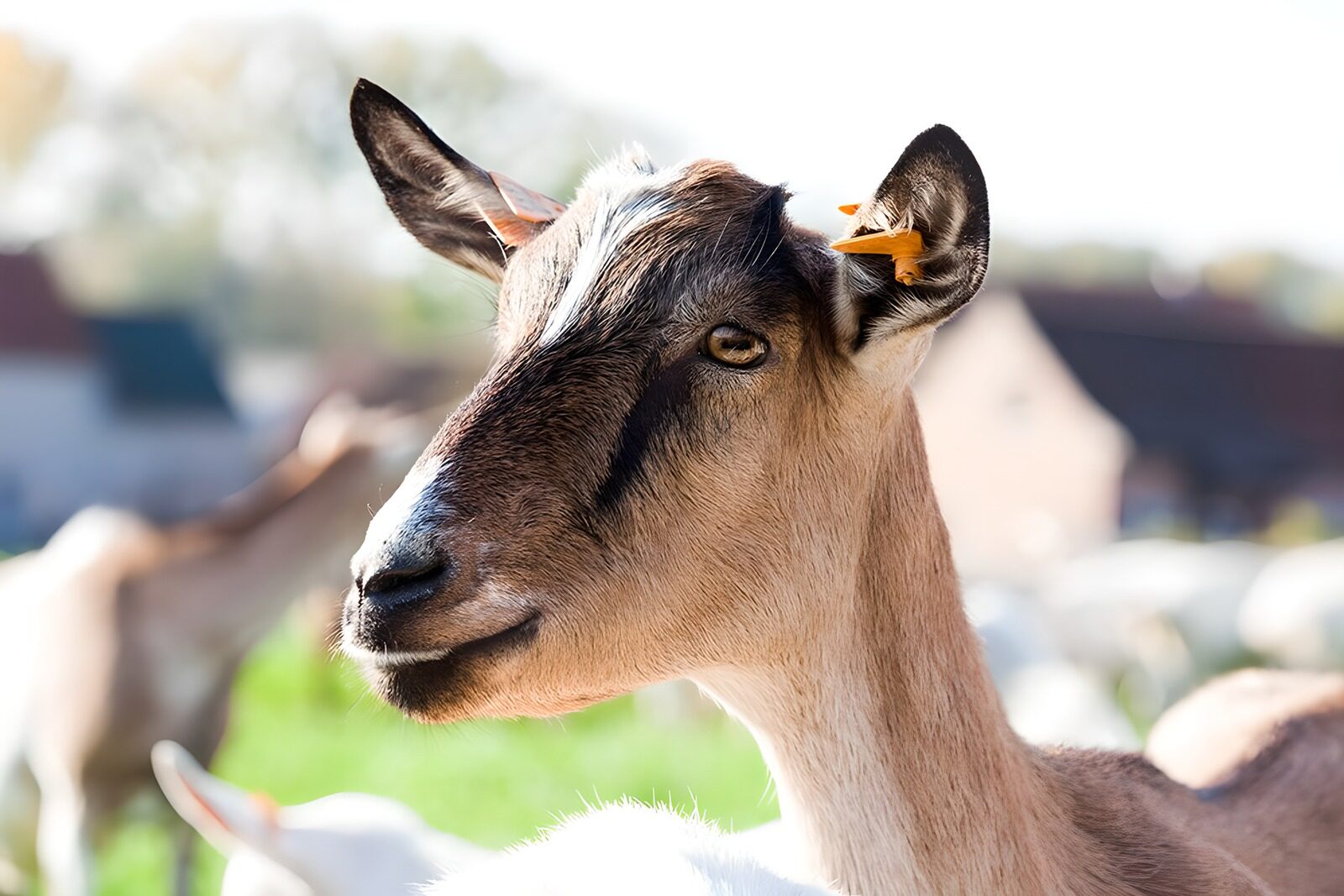 OCUK96361: Charming Goat Portrait in Sunlight