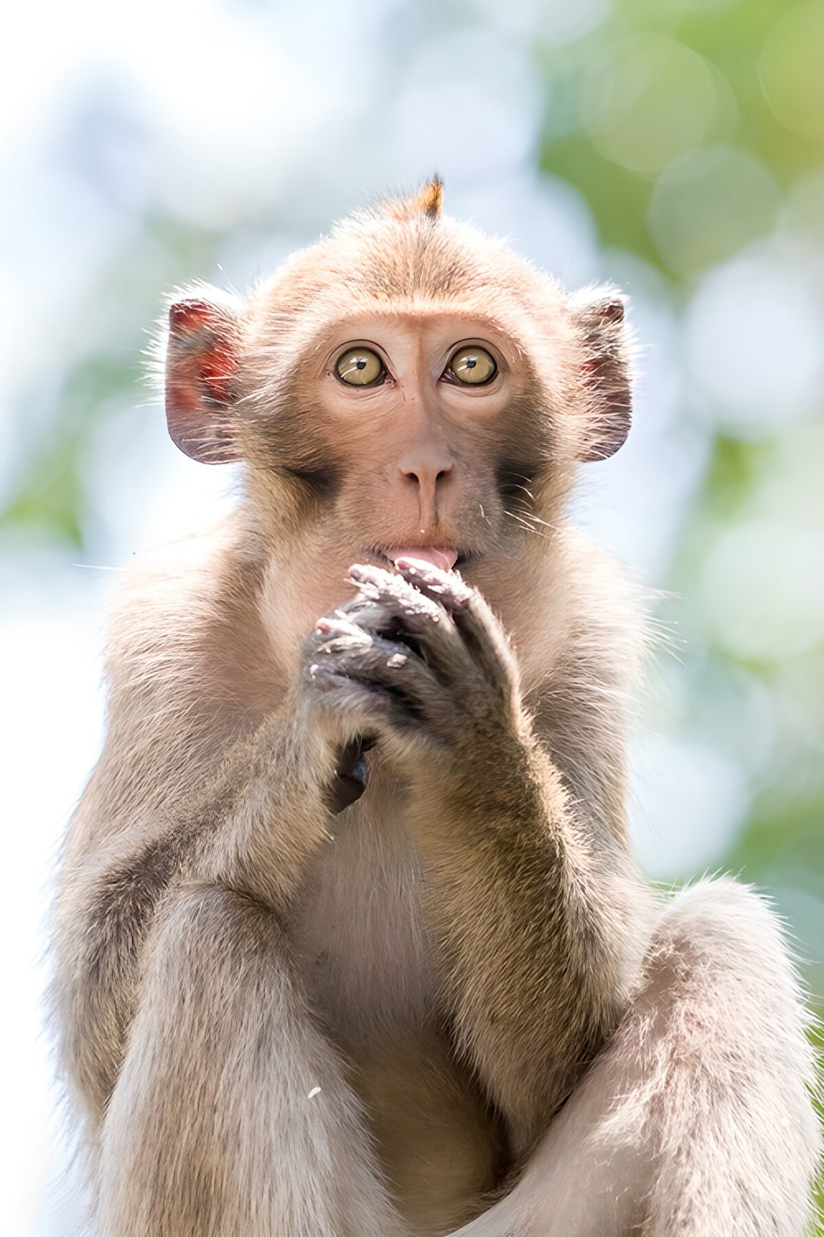 OCUK46727: Curious Monkey Observing Its Surroundings