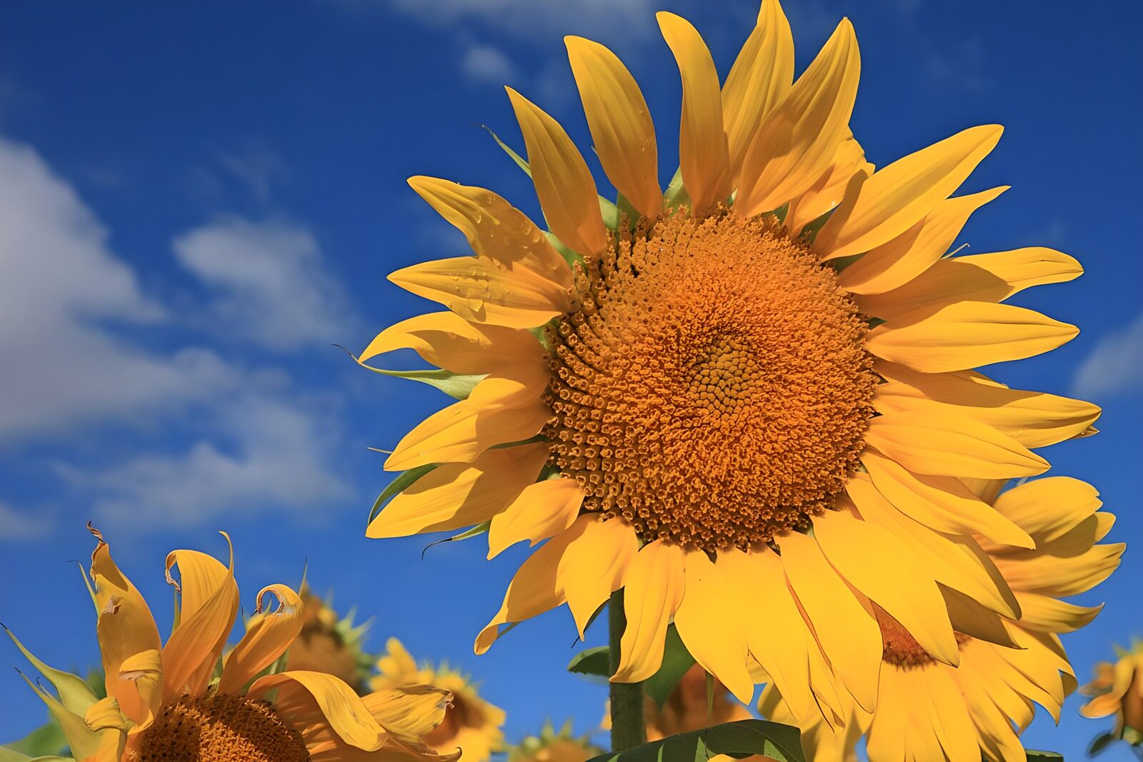 OCUK14897: Bright Sunflower Under Blue Sky