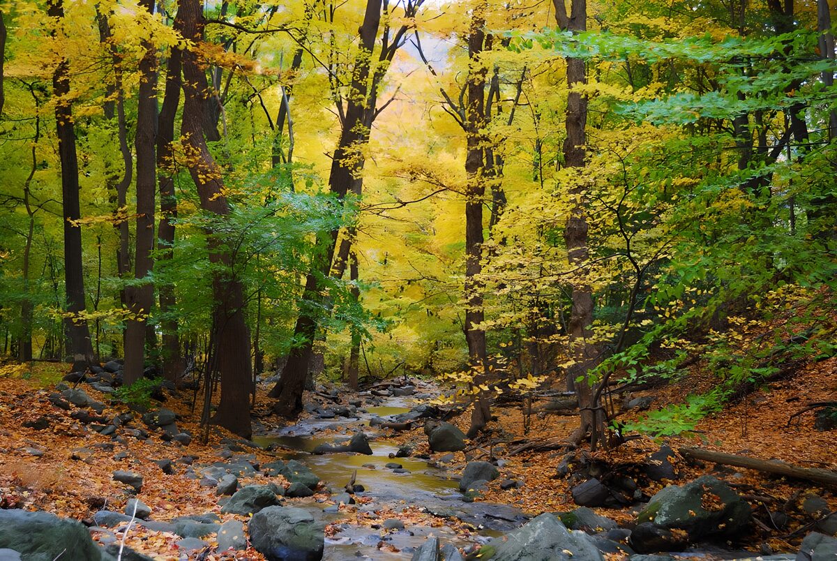 OCUK80346: Autumn Serenity by the Stream