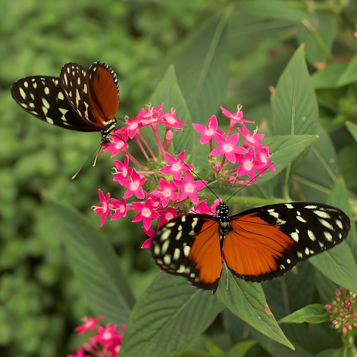 OCUK31660: Colorful Butterflies on Pink Flowers