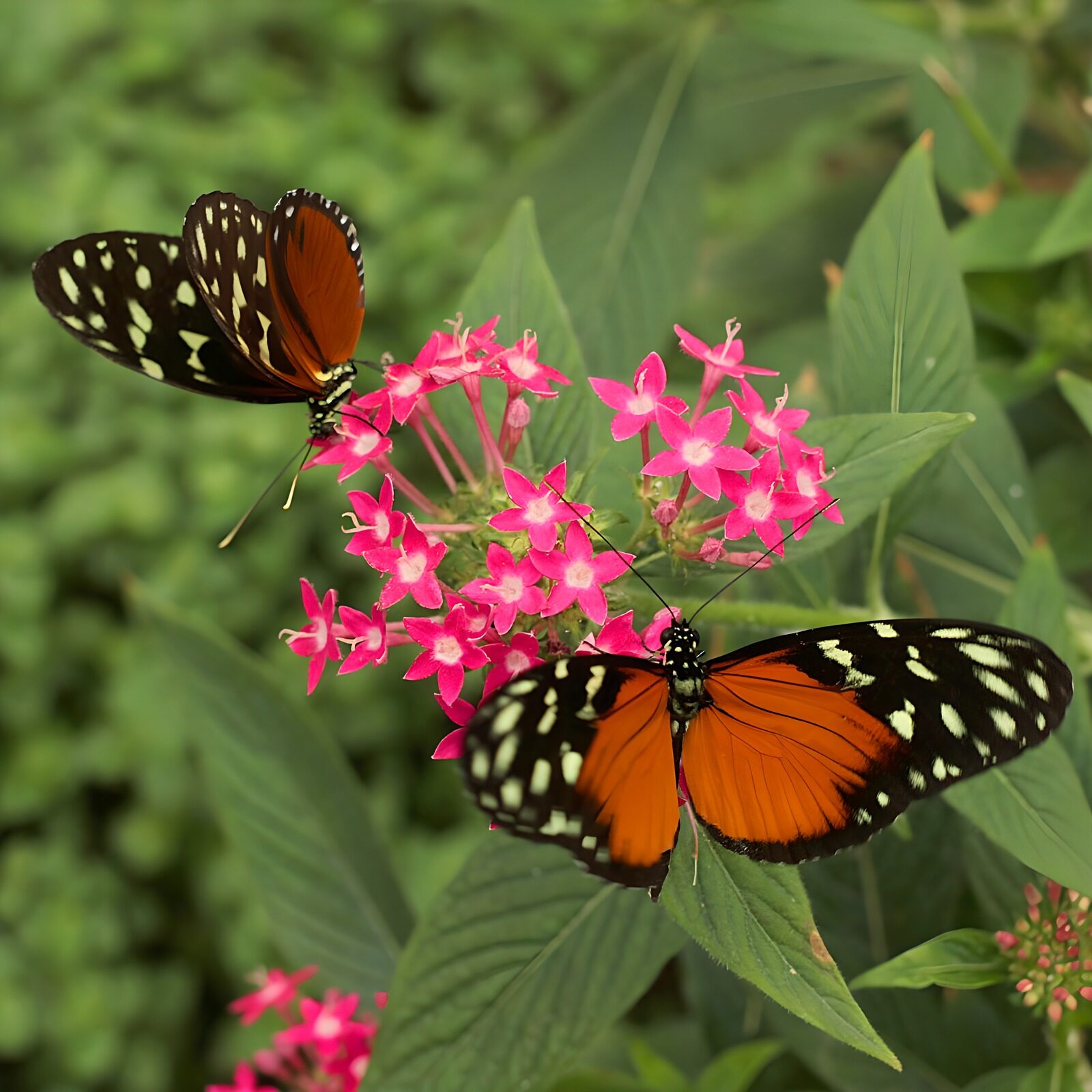 OCUK31660: Colorful Butterflies on Pink Flowers