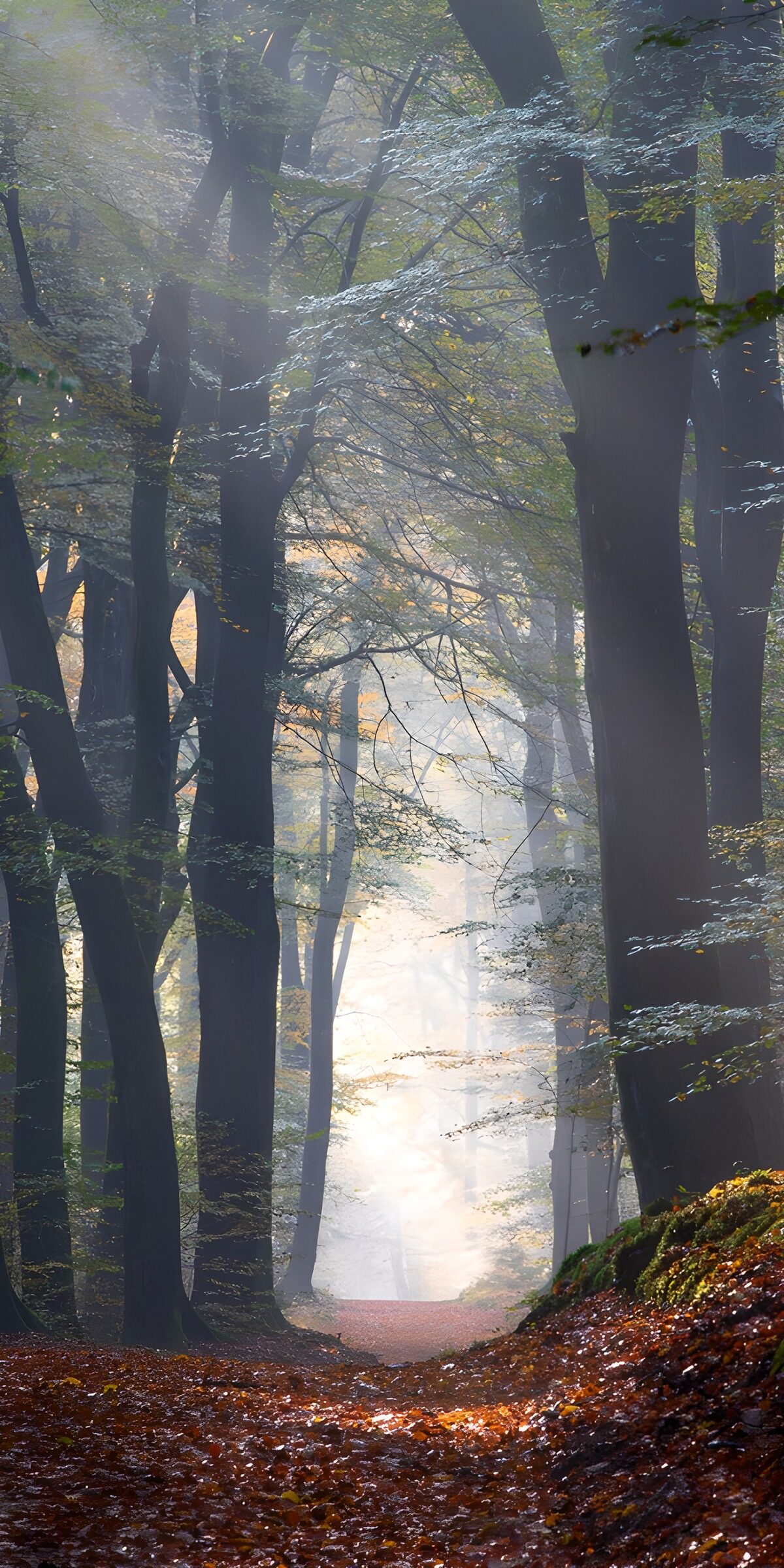 OCUK90946: Enchanted Forest Pathway