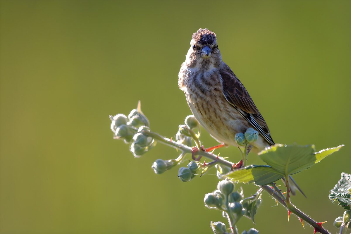 OCUK47322: Curious Finch on a Branch