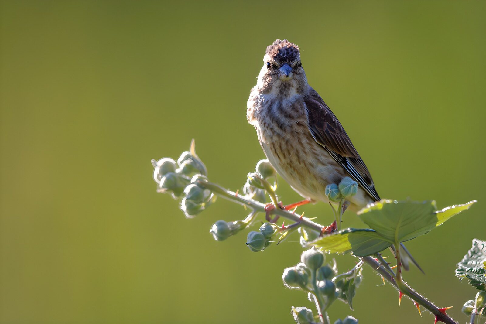 OCUK47322: Curious Finch on a Branch