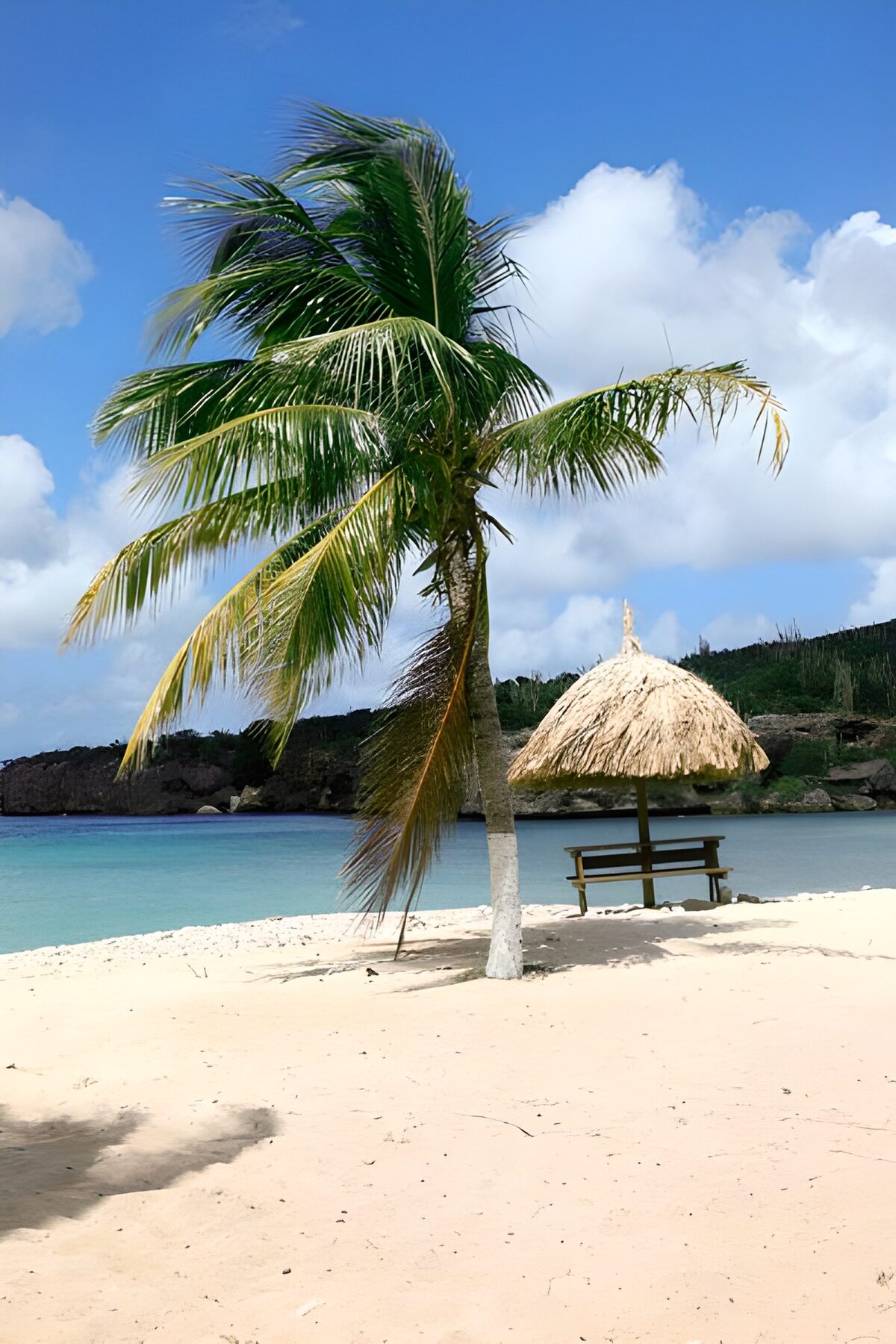 OCUK63760: Palm tree on white beach with parasol made of reed.
