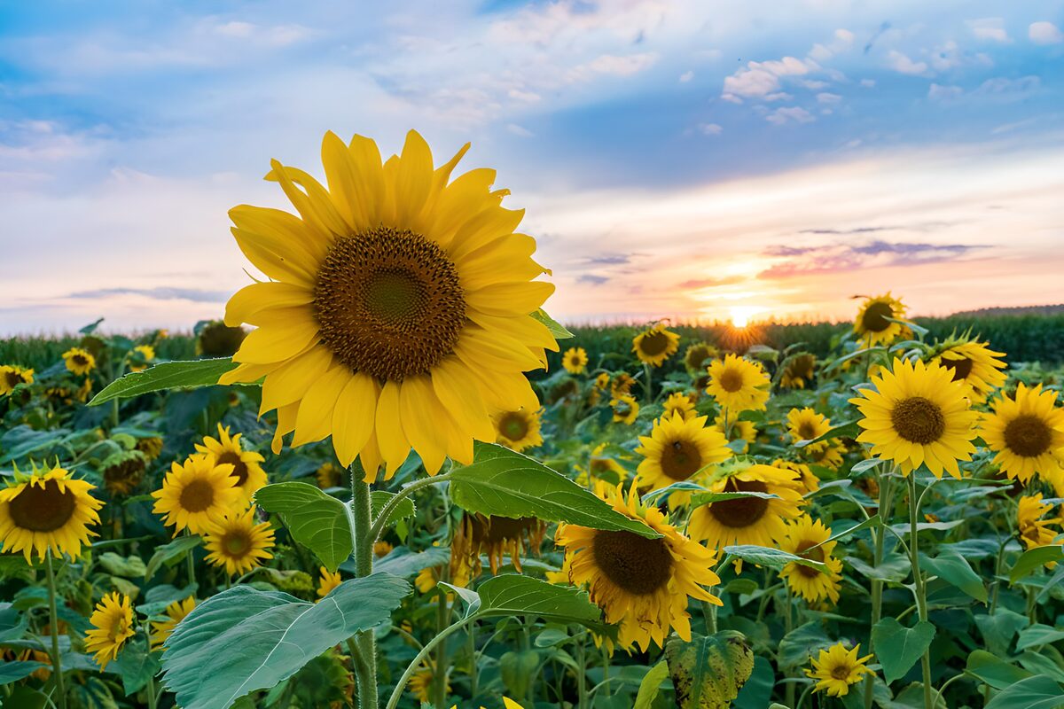 Majestic Sunflowers at Sunset