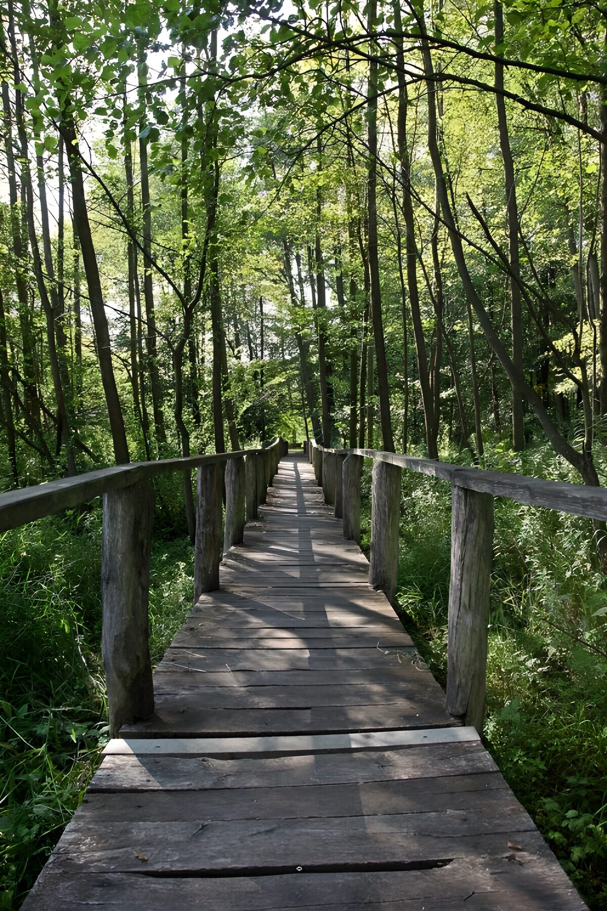 OCUK63497: Serene Forest Path