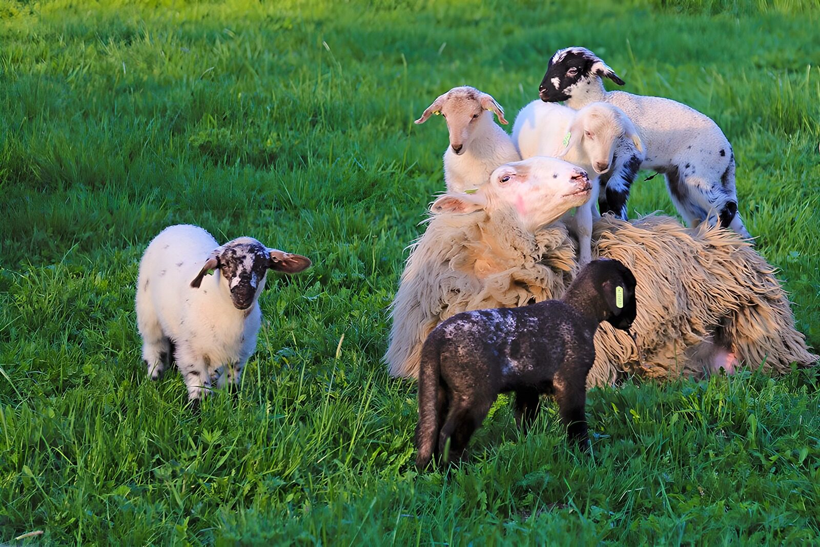 OCUK22146: Playful lambs next to a sheep
