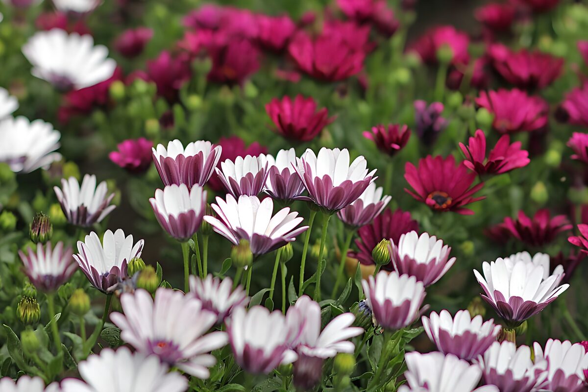 Vibrant Blooms in Breathtaking Colors