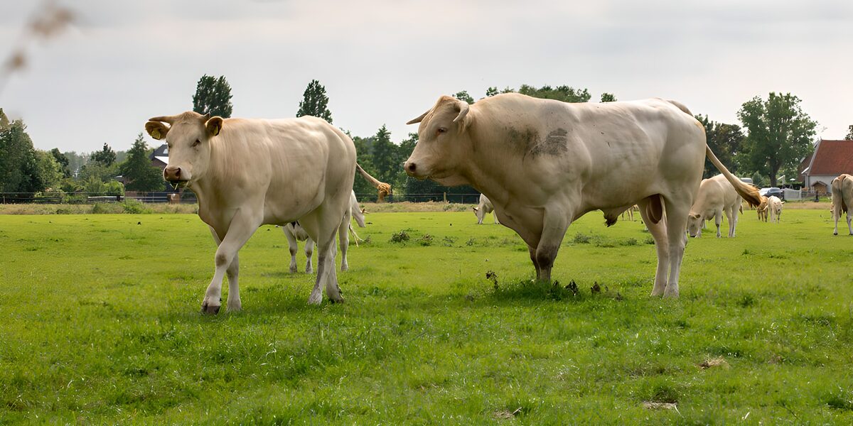 OCUK77229: Grazing Cows in a Green Meadow
