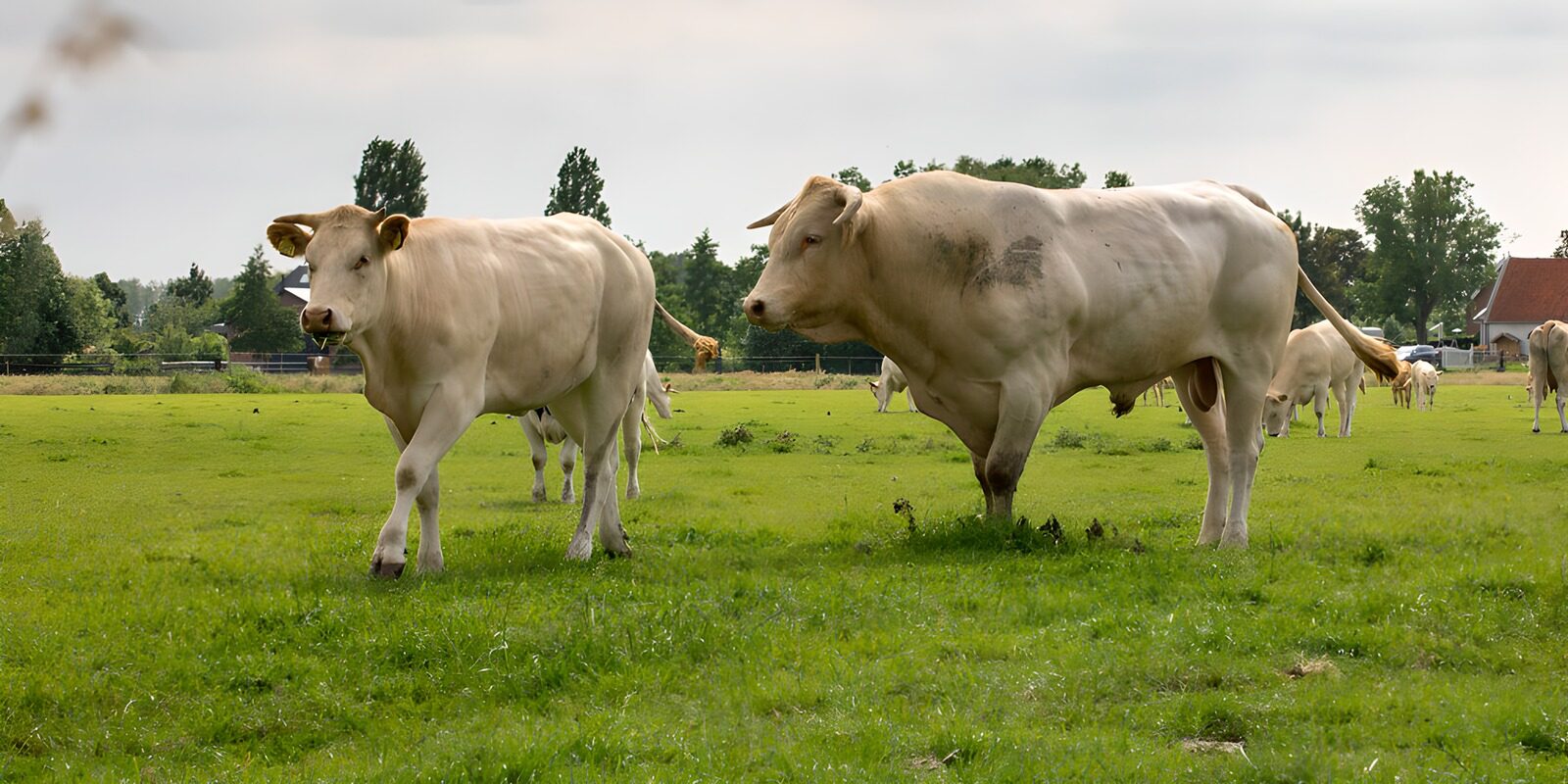 OCUK77229: Grazing Cows in a Green Meadow