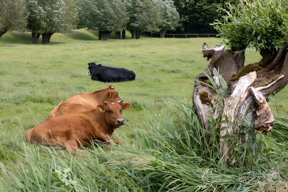 OCUK25632: Tranquil Cows in a Green Pasture
