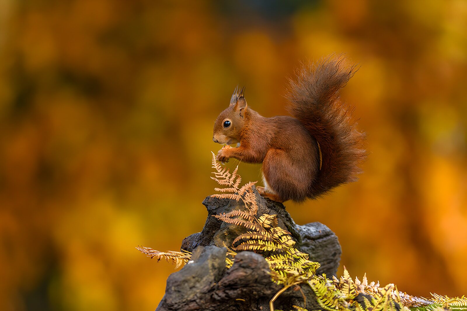 OCUK19152: Playful Squirrel Among Autumn Leaves