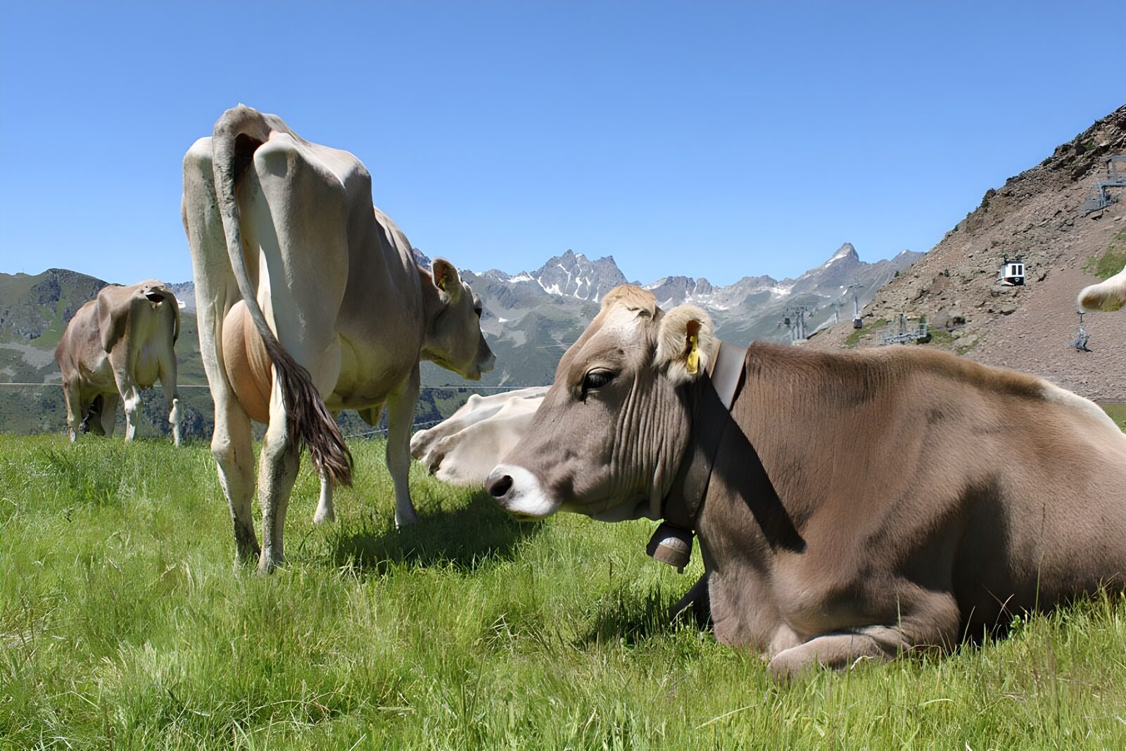 OCUK90857: Some cows in field with mountains in the background 2