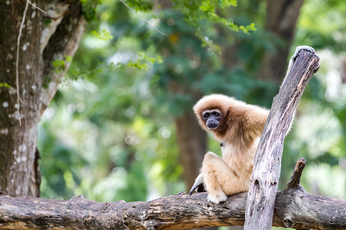 Curious Gibbon on a Branch