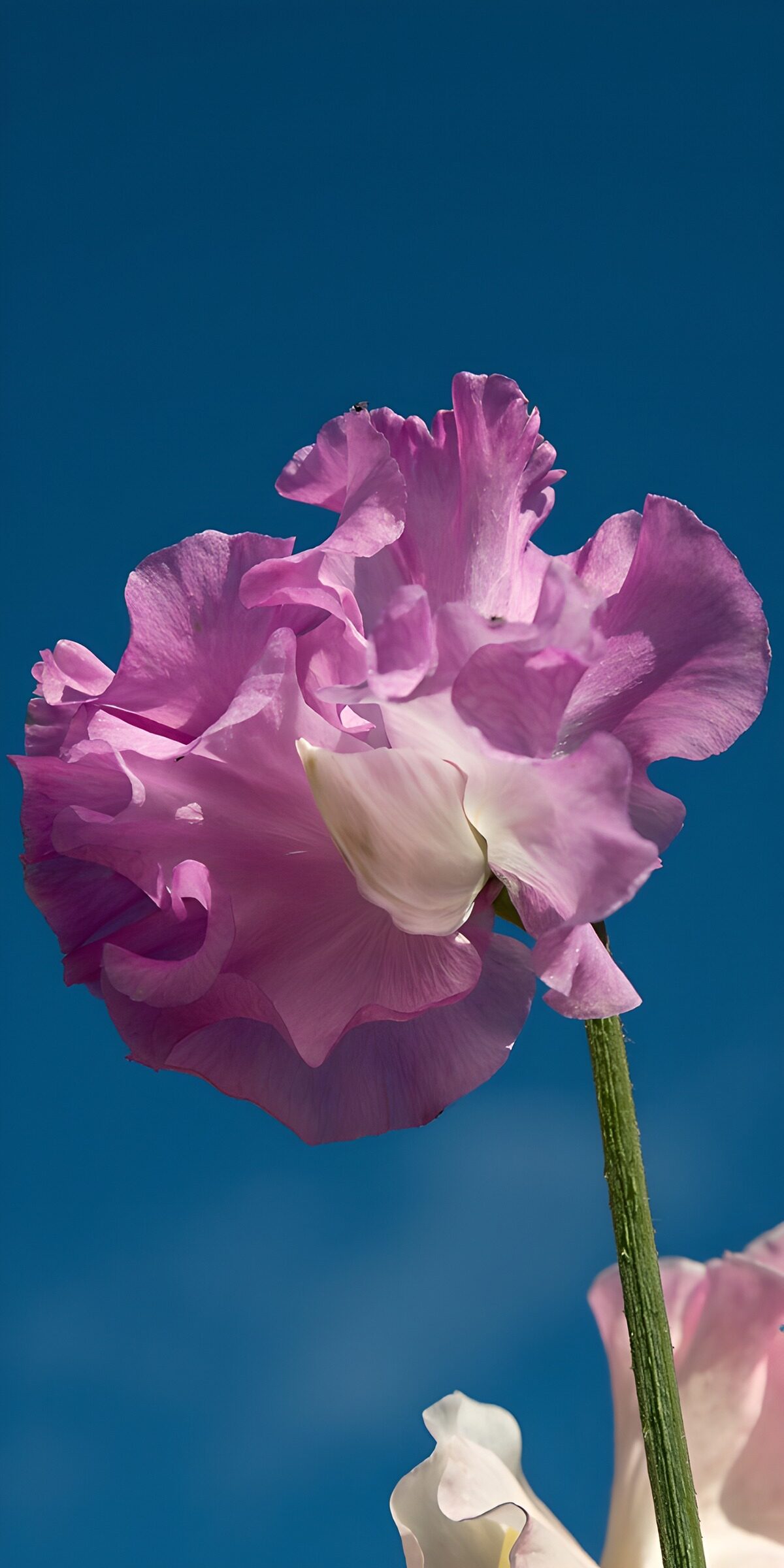 OCUK75272: Elegant Pink Flower Against Blue Sky