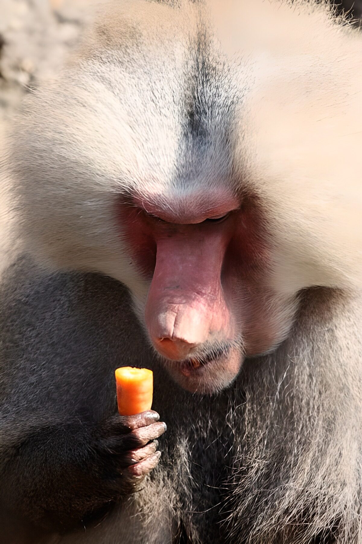 OCUK35257: Baboon and carrot