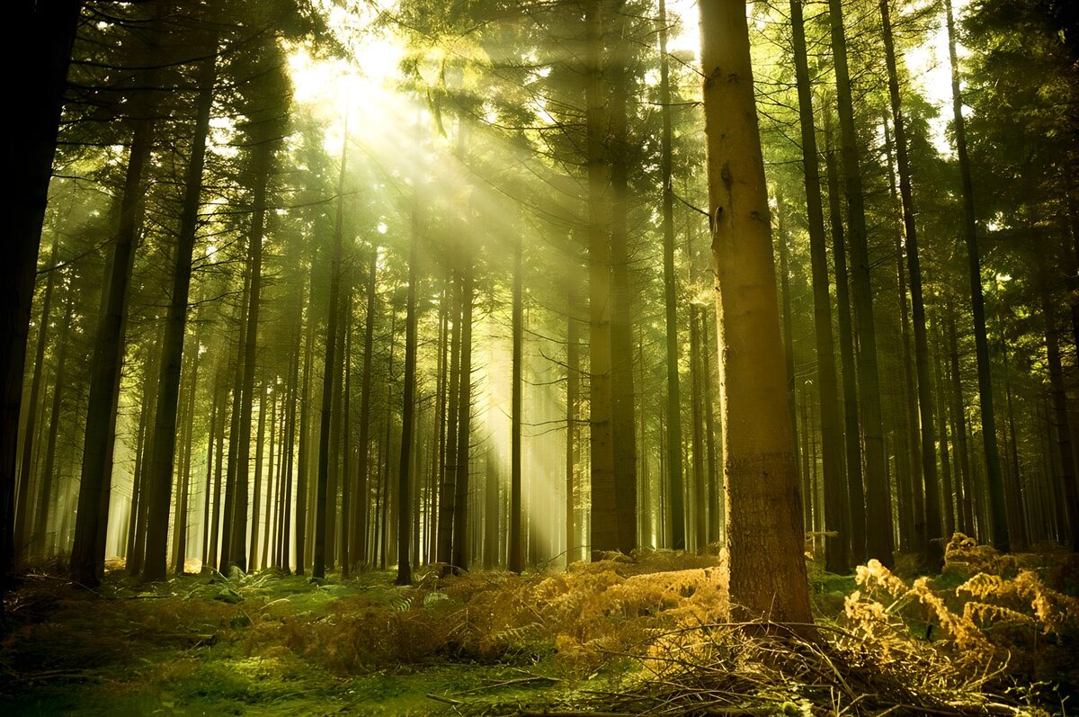 OCUK67087: Enchanted Forest Light