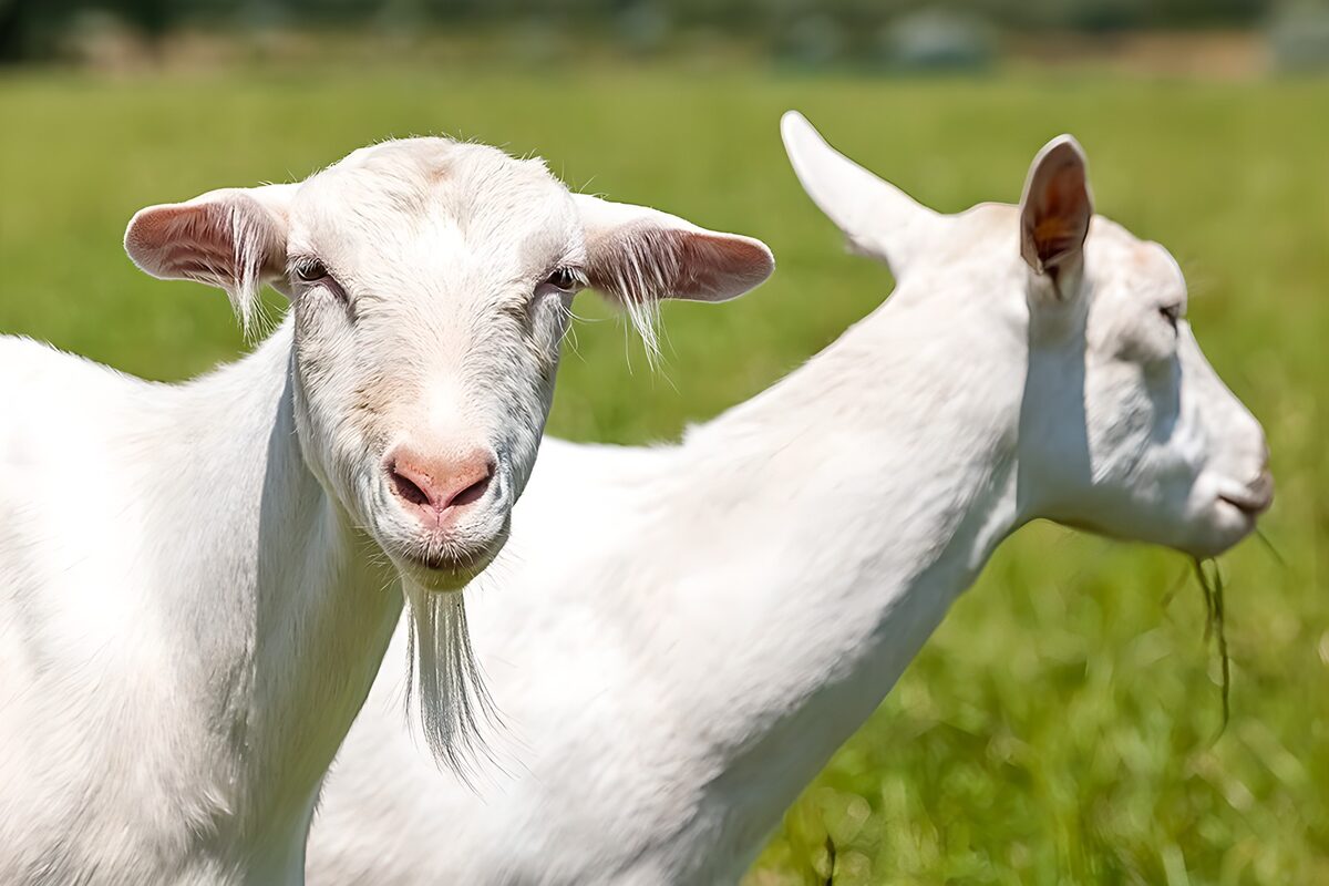 Playful Goats in a Sunny Field