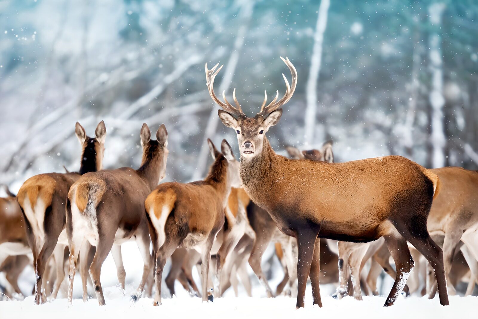 OCUK46246: Majestic Stag Amidst a Herd in Snow