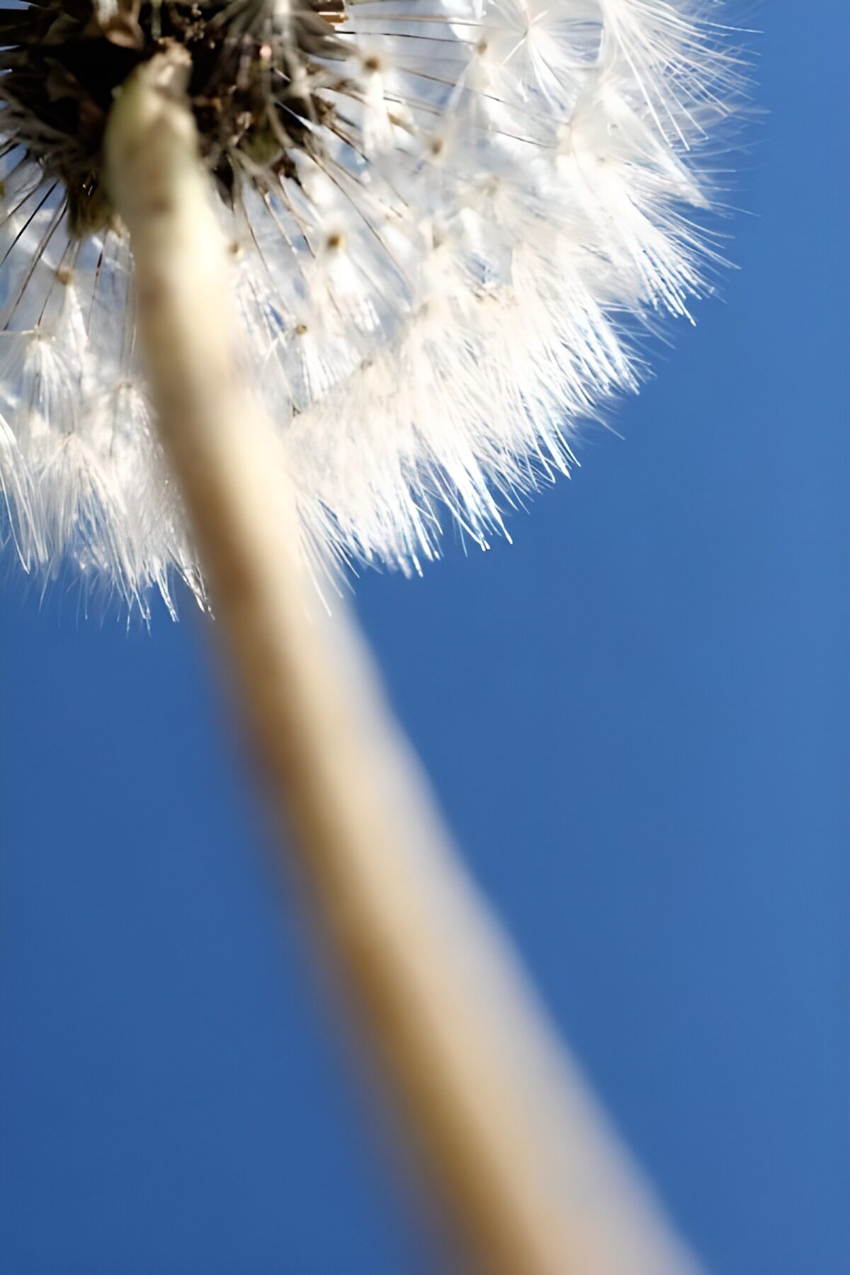 Flower photo 139