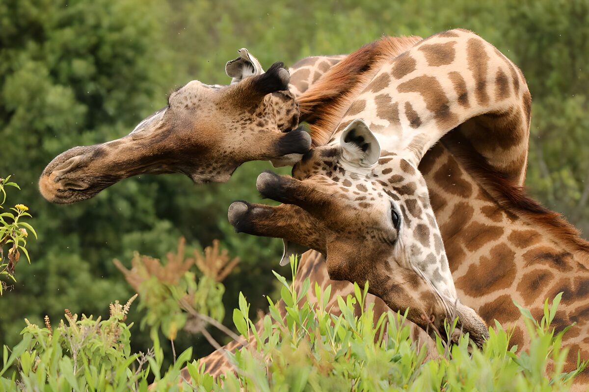 Playful Giraffes in Nature