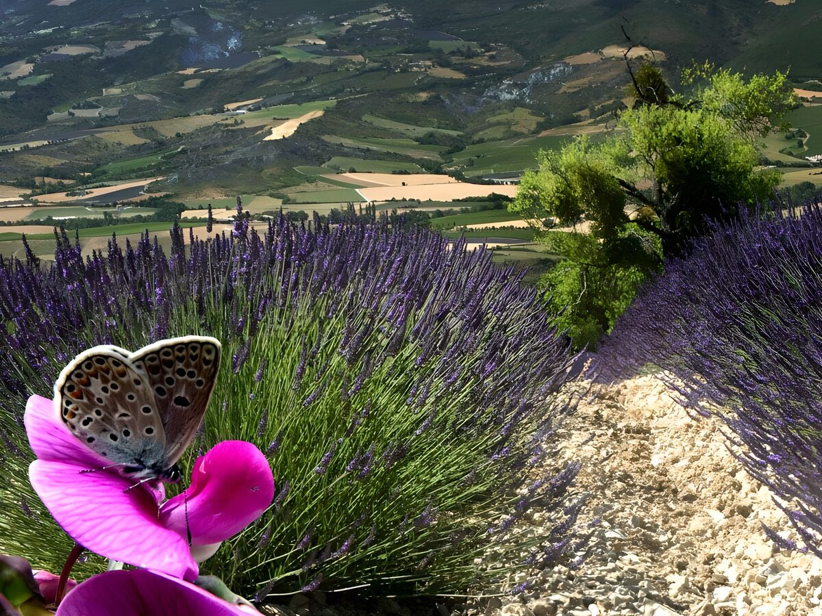 OCUK90608: Butterflies 13