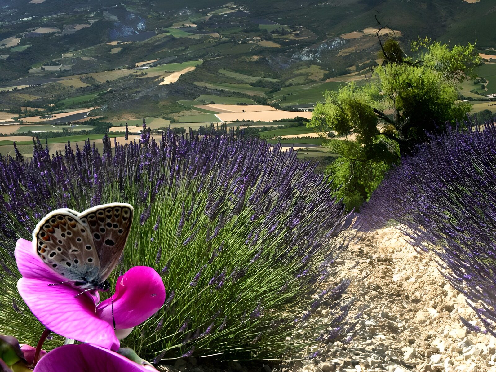 OCUK90608: Butterflies 13