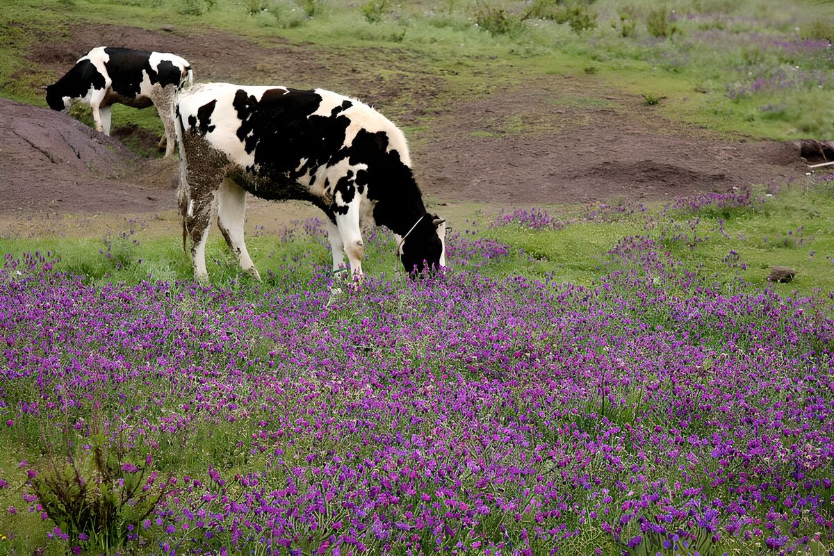 OCUK22705: Cows in purple  field 2
