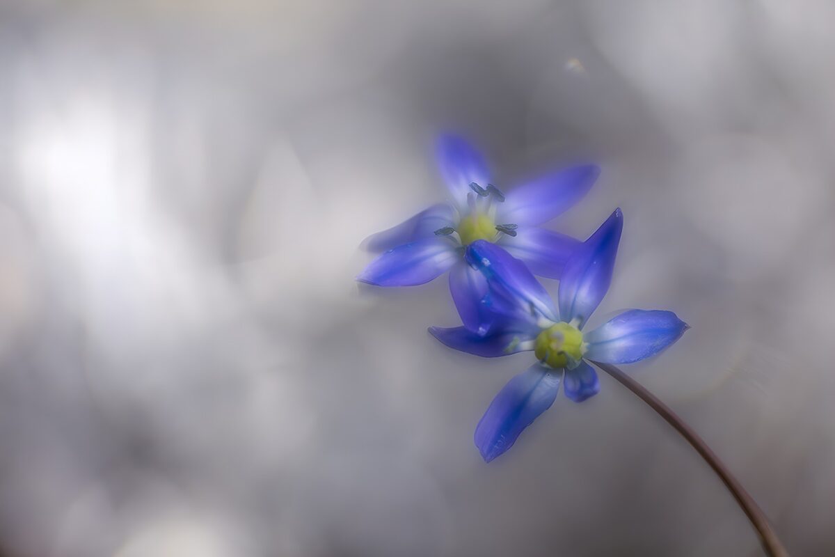 OCUK41094: Delicate Blue Blossoms in Nature's Light
