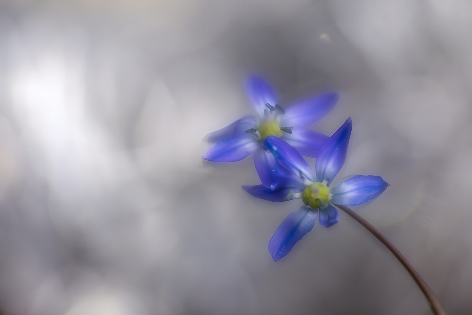 OCUK41094: Delicate Blue Blossoms in Nature's Light