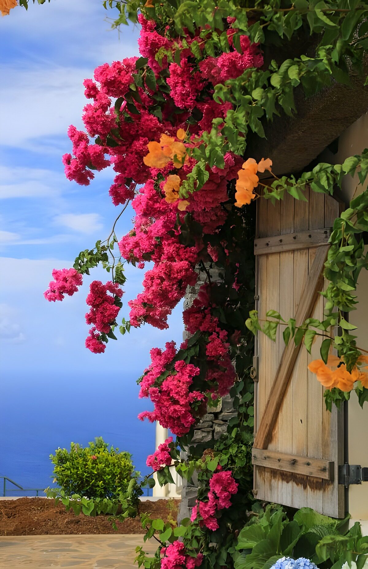 OCUK30959: Wooden shutters overgrown with Bougainville