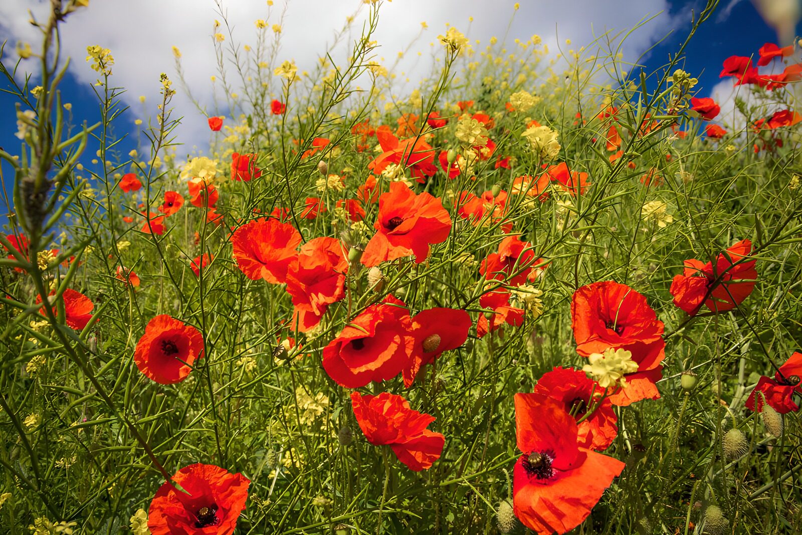 OCUK35800: Vibrant Poppy Field Under Blue Skies