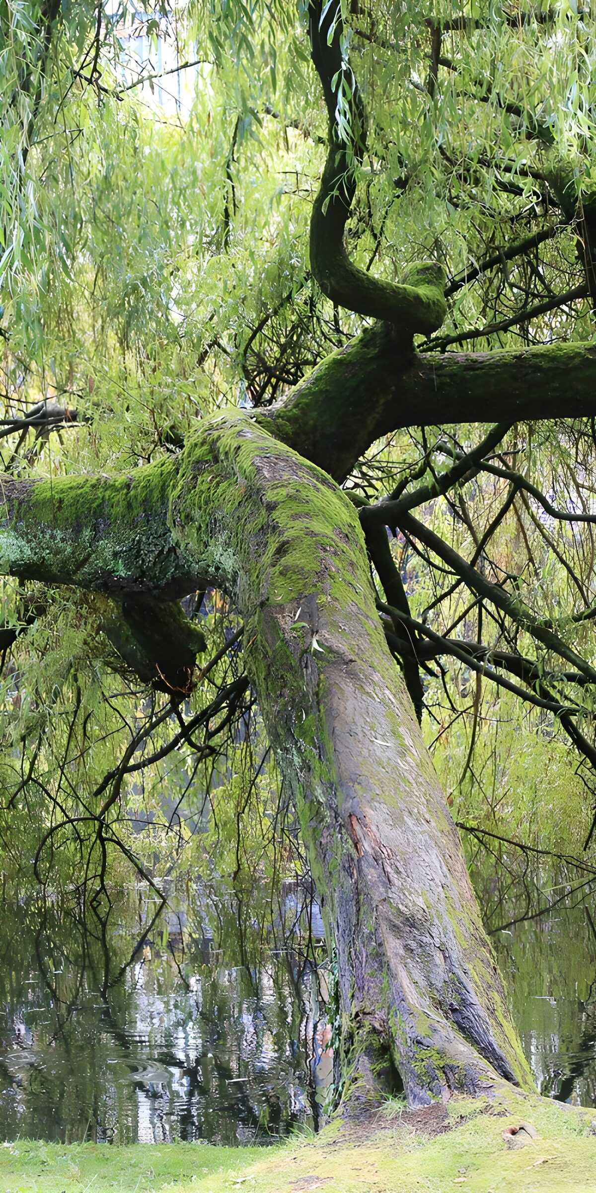 OCUK63831: Twisting Willow by the Water