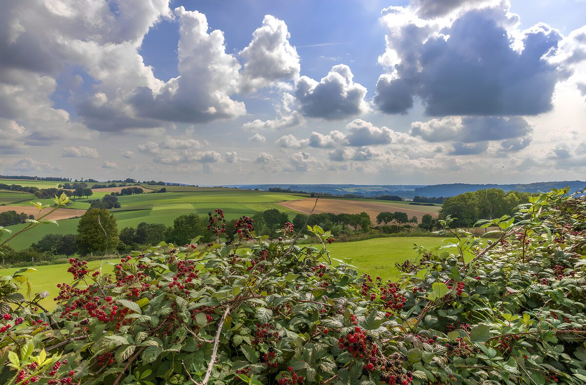 OCUK25577: Scenic Countryside with Blackberries