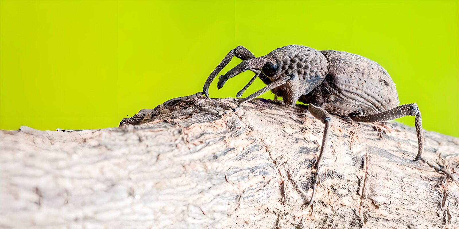 OCUK80267: Intricate Weevil on Wood