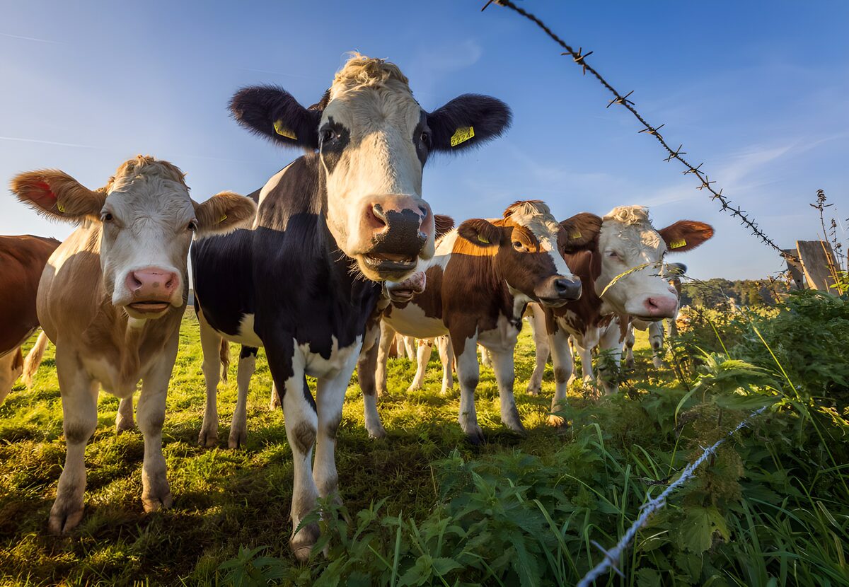 OCUK29370: Curious Cows in a Sunny Meadow