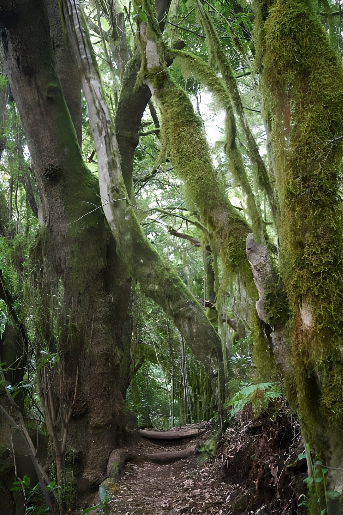 OCUK72835: La Gomera 46