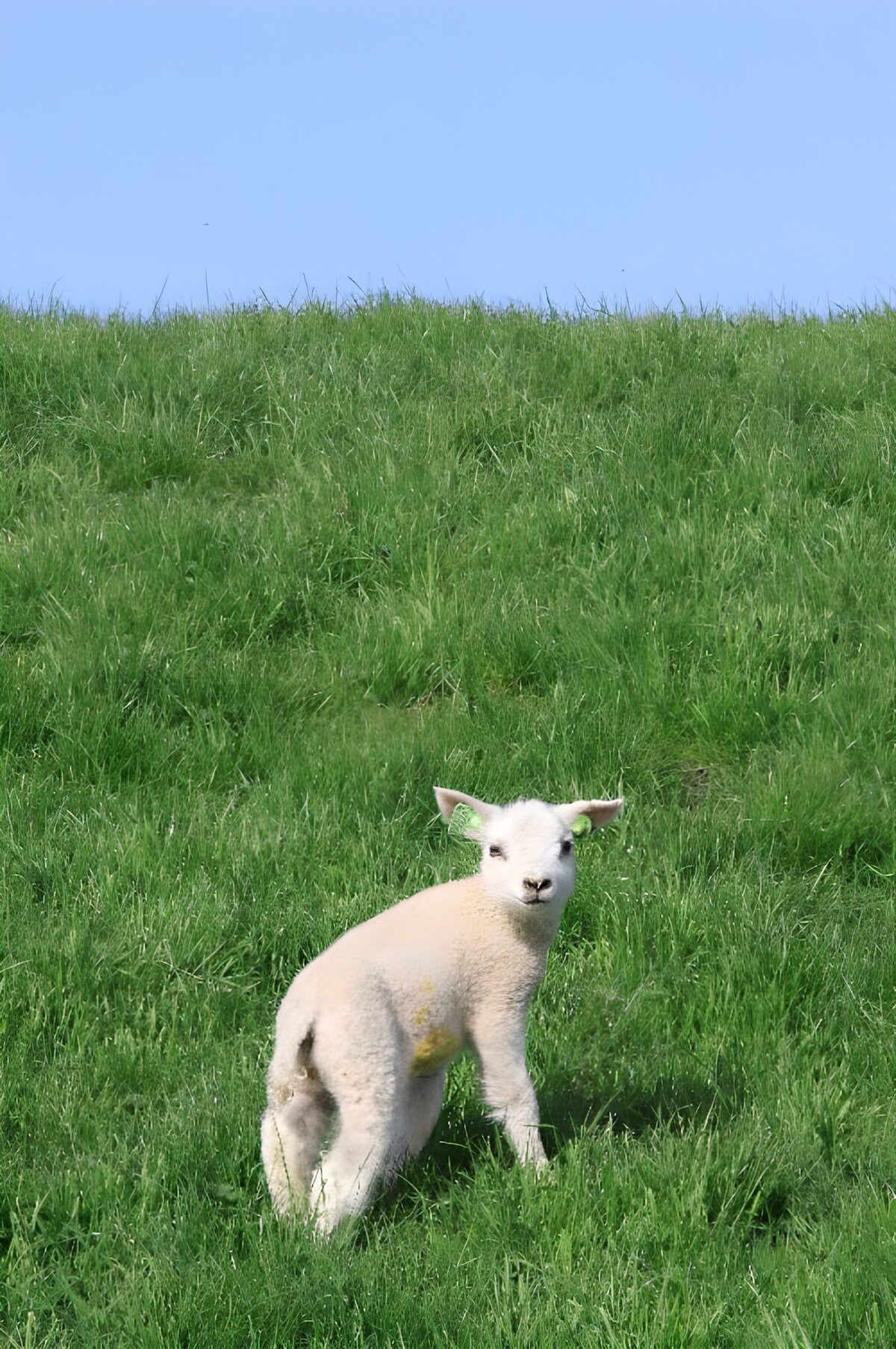 OCUK48391: Curious lamb on a dike