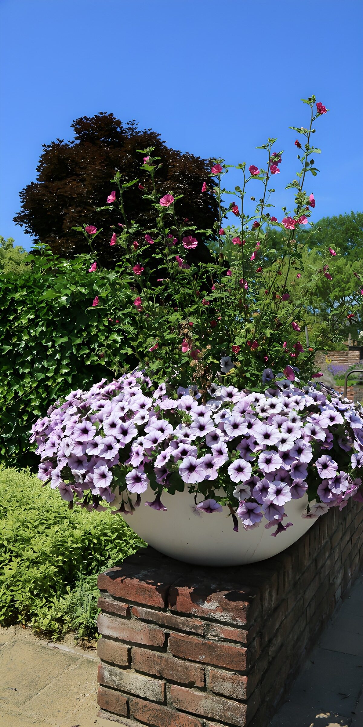 OCUK66423: Vibrant Purple Flower Pot