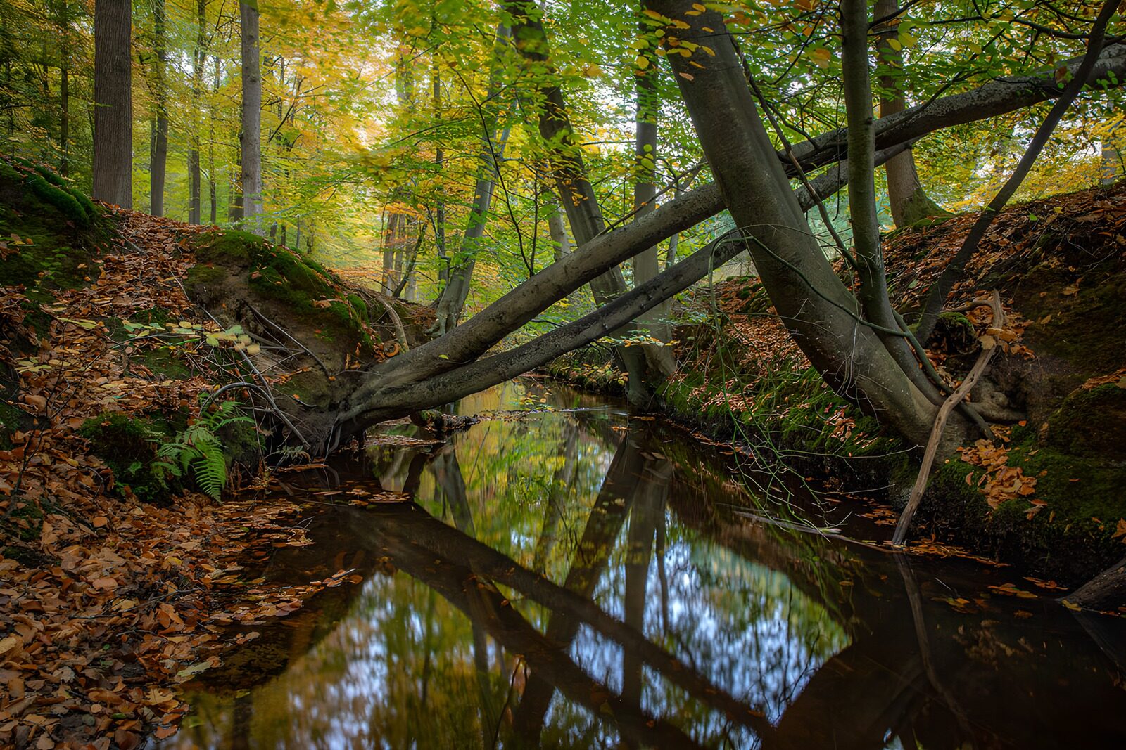 OCUK11219: Tranquil Autumn Stream