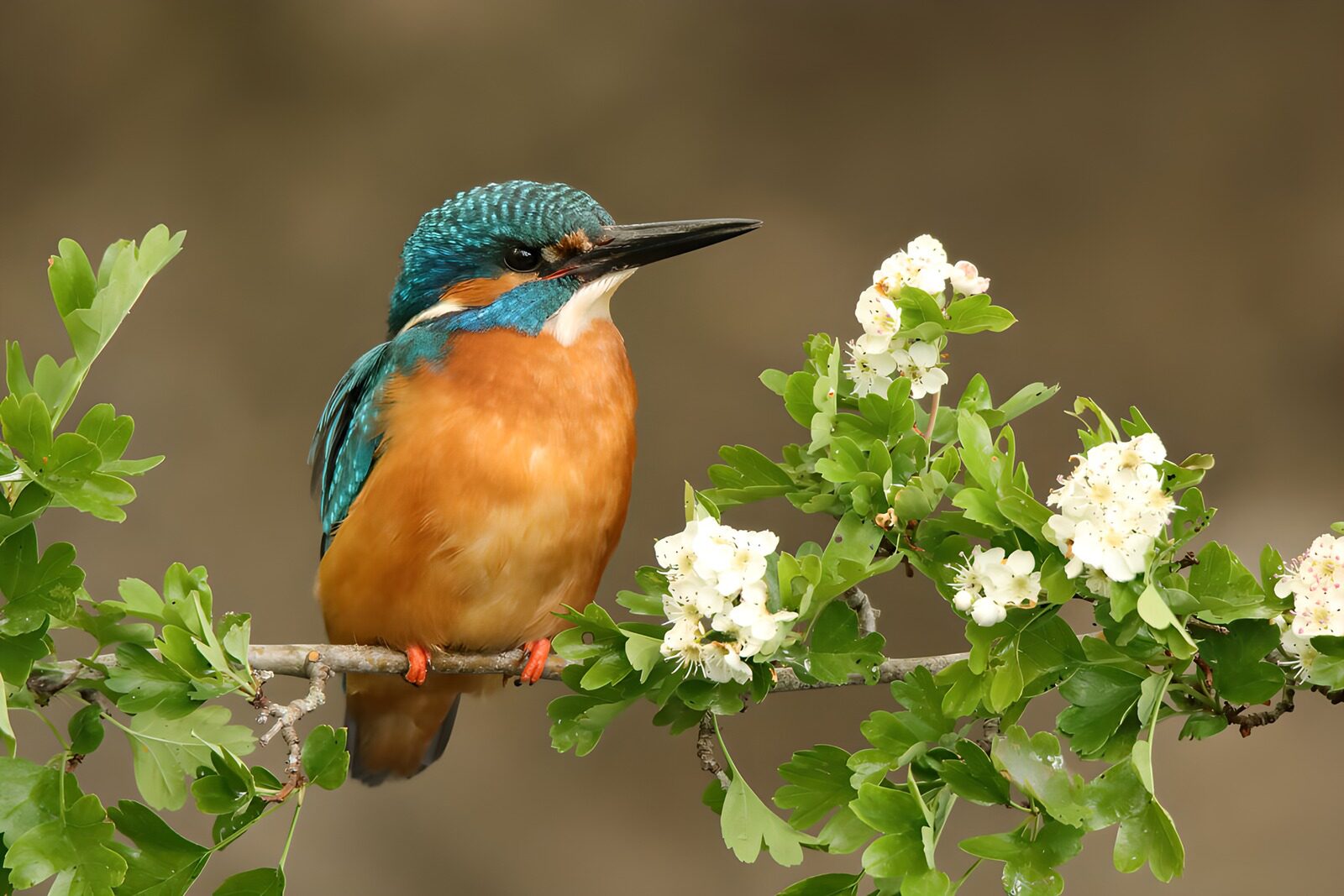 OCUK27360: Vibrant Kingfisher Amidst Blossoms