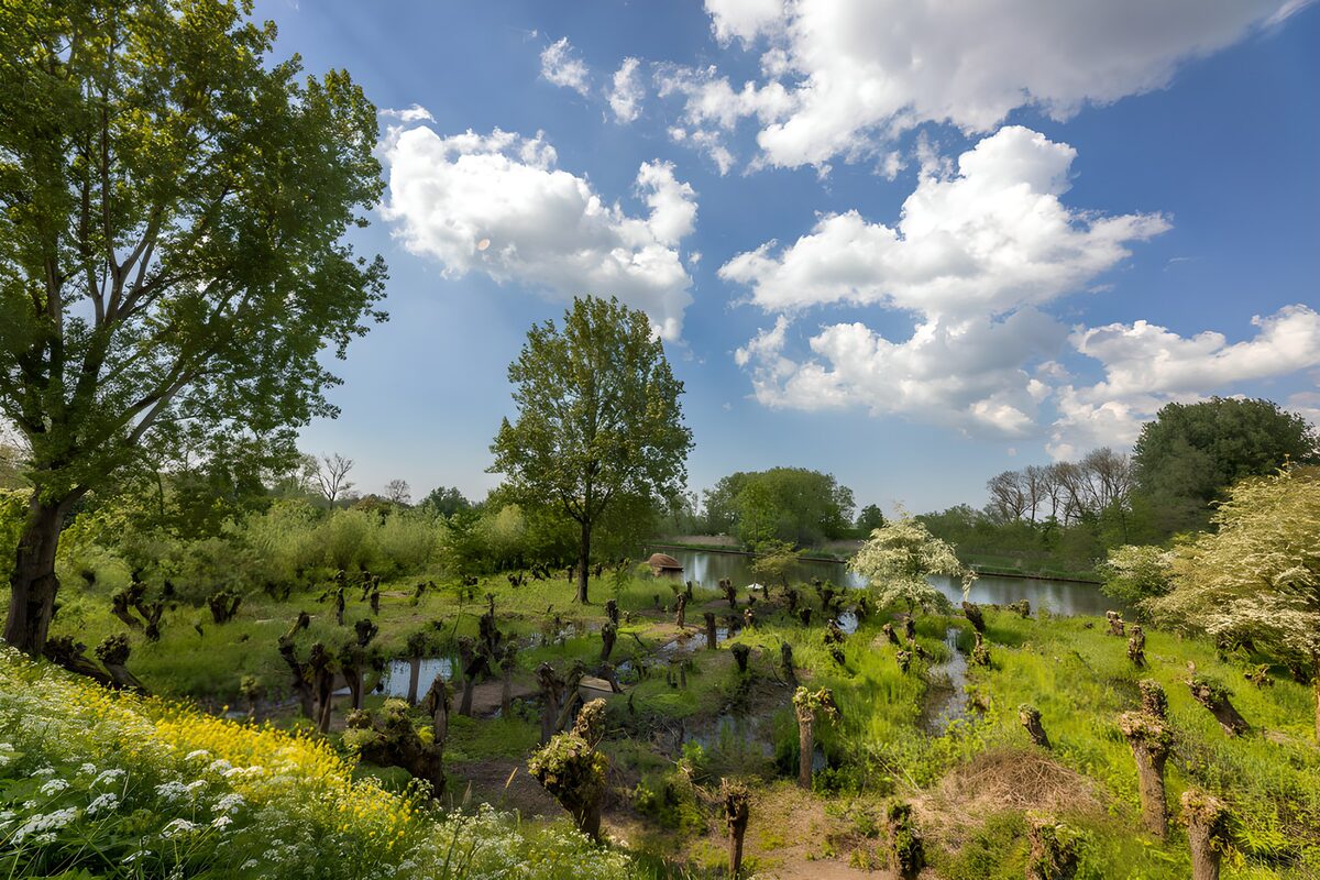 OCUK55848: Serene Wetland Oasis in Spring