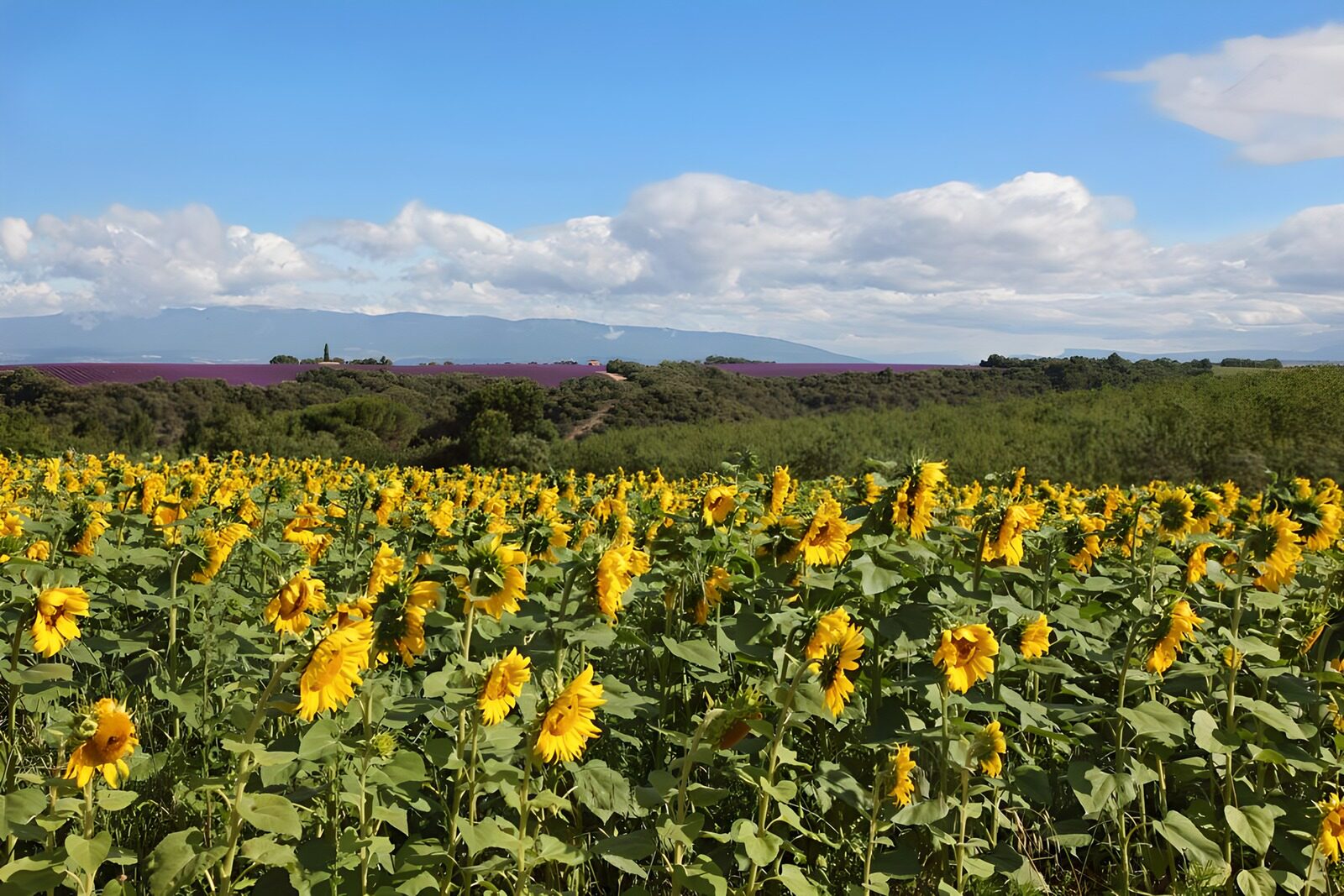 OCUK21119: Vista with sunflower and lavender fields