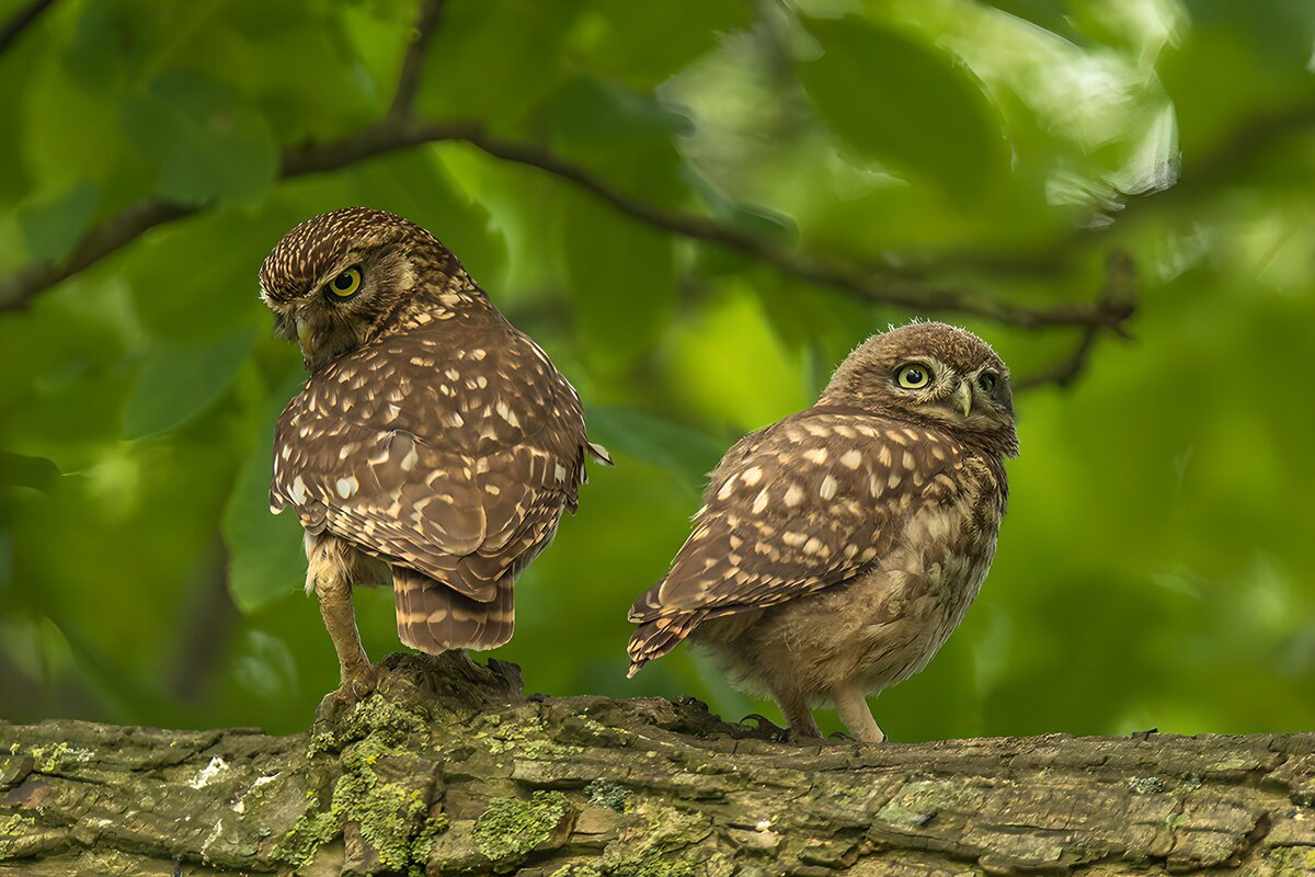 OCUK64864: Two Charming Little Owls